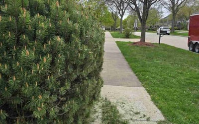 Photo of Amy M.'s yard after getting landscaping in Hoffman Estates, IL