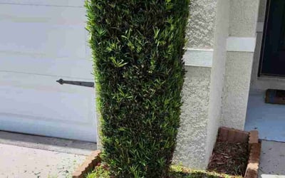 Photo of Glenn T.'s yard after getting tree care in Thonotosassa, FL