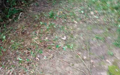 Photo of Nicole H.'s yard after getting landscaping in Fallston, MD