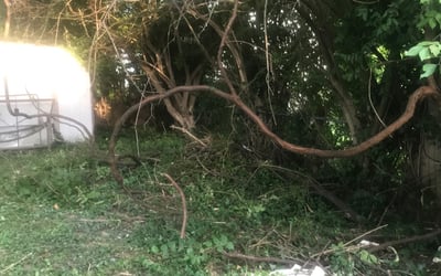 Photo of Nancy R.'s yard after getting landscaping in Liberty, IN