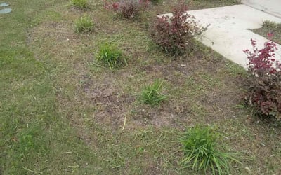 Photo of Cristina C.'s yard after getting tree care in Austin, TX