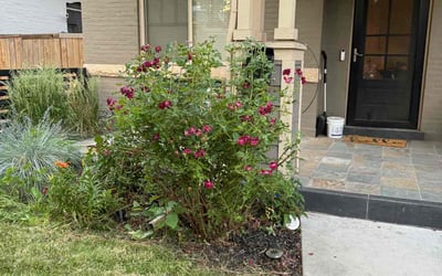 Photo of Elizabeth O.'s yard after getting landscaping in Denver, CO
