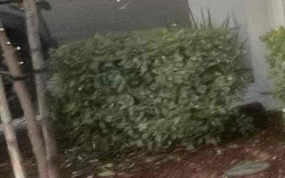 Photo of Sue J.'s yard after getting tree care in Olivehurst, CA