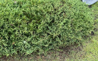 Photo of Pete L.'s yard after getting landscaping in Waxahachie, TX
