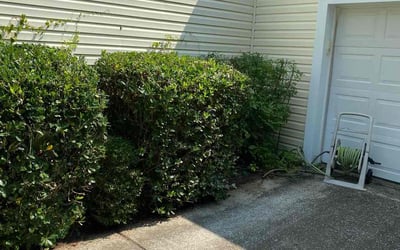 Photo of Sharon D.'s yard after getting landscaping in Edisto Island, SC