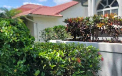 Photo of Nancy W.'s yard after getting landscaping in Dania, FL