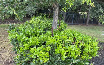 Photo of Rex G.'s yard after getting tree care in Stafford, TX