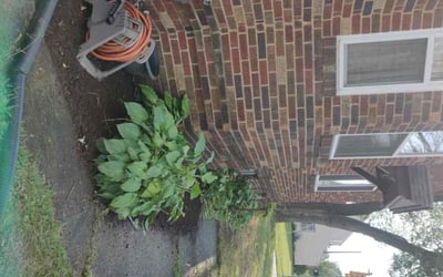 Photo of Erica G.'s yard after getting tree care in Canton, OH