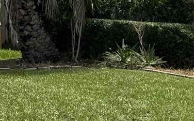 Photo of Andrew C.'s yard after getting tree care in Valrico, FL