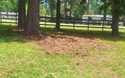 Photo of Jack E.'s yard after getting tree care in Katy, TX