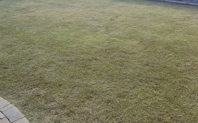 Photo of Michael H.'s yard after getting landscaping in Arlington, AZ