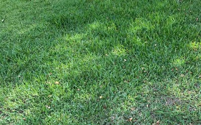 Photo of Andrew D.'s yard after getting lawn care in Smithville, TX