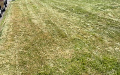 Photo of Karen S.'s yard after getting landscaping in Framingham, MA