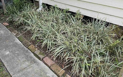 Photo of David M.'s yard after getting landscaping in Luling, LA