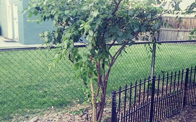 Photo of Dave M.'s yard after getting landscaping in Franktown, CO