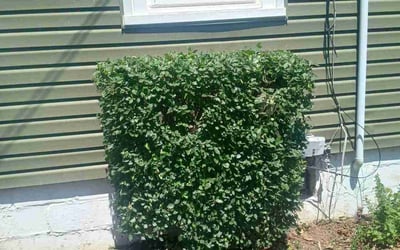 Photo of Nancy P.'s yard after getting landscaping in Beltsville, MD