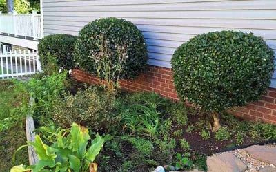 Photo of Anthony C.'s yard after getting landscaping in Oilville, VA