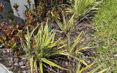 Photo of Andrea B.'s yard after getting landscaping in Orlando, FL