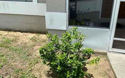 Photo of Diann C.'s yard after getting landscaping in Apopka, FL