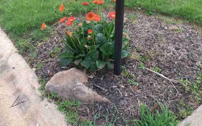 Photo of Audrey H.'s yard after getting landscaping in Whitesburg, GA