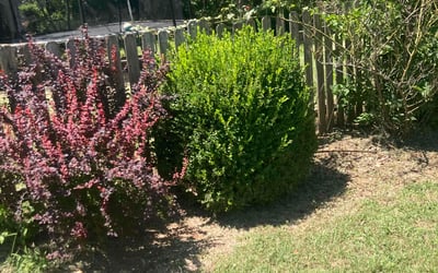 Photo of Joshua L.'s yard after getting tree care in Claremore, OK