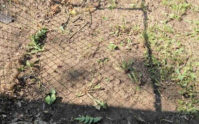 Photo of Patricia M.'s yard after getting landscaping in Florissant, MO
