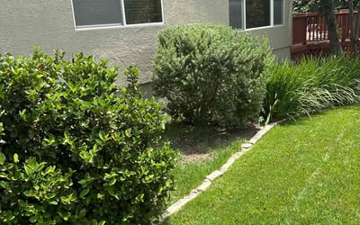Photo of Patricia C.'s yard after getting landscaping in Georgetown, TX