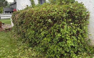 Photo of Mary N.'s yard after getting tree care in Pottstown, PA