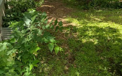 Photo of Alexander B.'s yard after getting landscaping in Clearwater, MN
