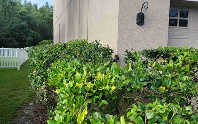Photo of Nicole M.'s yard after getting landscaping in Wesley Chapel, FL