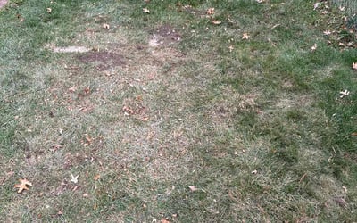 Photo of Morgan E.'s yard after getting landscaping in Sibley, MO