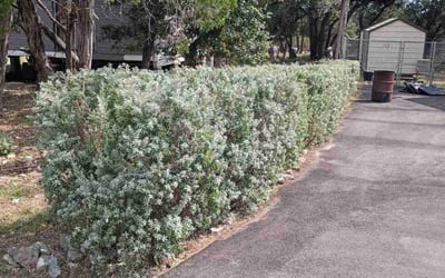 Photo of Brittany K.'s yard after getting tree care in Boerne, TX