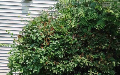 Photo of Aaron L.'s yard after getting landscaping in Ann Arbor, MI