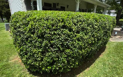 Photo of Michael R.'s yard after getting landscaping in Knoxville, TN