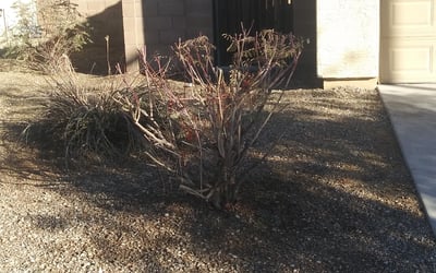 Photo of James O.'s yard after getting landscaping in Higley, AZ