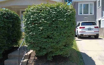 Photo of Pat M.'s yard after getting landscaping in Newtonsville, OH