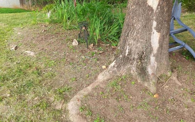 Photo of Ronald P.'s yard after getting tree care in Clinton, MD