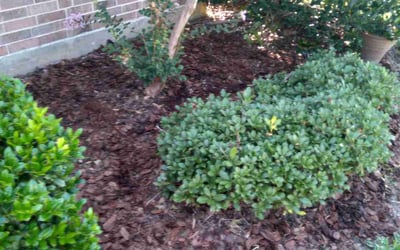 Photo of Stuart D.'s yard after getting tree care in Spring, TX