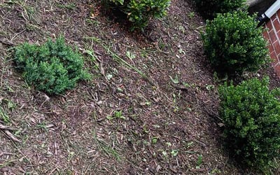 Photo of Kevin B.'s yard after getting landscaping in Beaverdam, VA