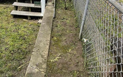 Photo of Joan M.'s yard after getting landscaping in Bryn Mawr, PA