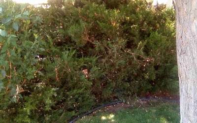 Photo of Cheryle A.'s yard after getting landscaping in Sparks, NV