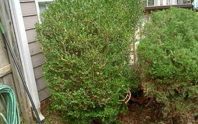 Photo of Sharon M.'s yard after getting landscaping in Harmony, NC