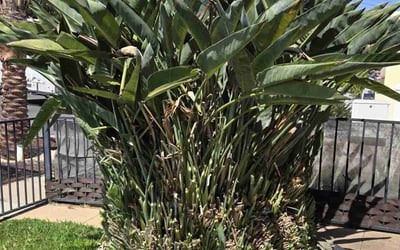Photo of Julie E.'s yard after getting landscaping in Pala, CA