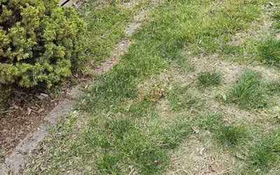 Photo of Sarah S.'s yard after getting landscaping in Nineveh, IN