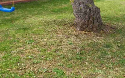 Photo of Taylor L.'s yard after getting landscaping in Gold Canyon, AZ