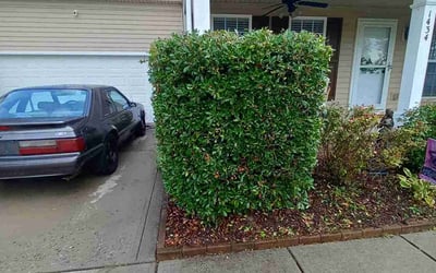 Photo of Justin F.'s yard after getting landscaping in Edgemoor, SC