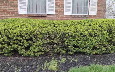Photo of Dave E.'s yard after getting landscaping in Crooksville, OH