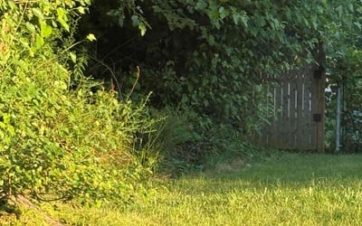 Photo of Christopher M.'s yard after getting tree care in Carmel, IN