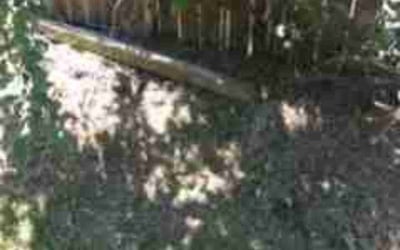 Photo of Nicole N.'s yard after getting landscaping in Forest Grove, OR