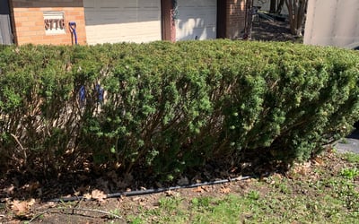 Photo of William B.'s yard after getting landscaping in Saint Clair Shores, MI